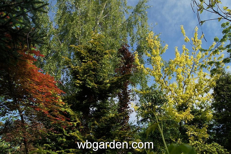 wbgarden spring 31.JPG